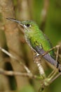 Green-crowned Brilliant Hummingbird, Costa Rica Royalty Free Stock Photo