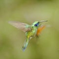 Green-crowned Brilliant Hummingbird, Costa Rica Royalty Free Stock Photo
