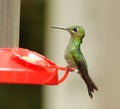 Green-crowned Brilliant Hummingbird, Costa Rica Royalty Free Stock Photo