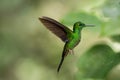 Green-crowned Brilliant hummingbird Royalty Free Stock Photo