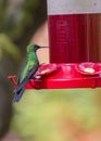 Green-Crowned Brilliant Hummingbird Heliodoxa jacula