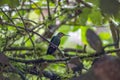 Green-Crowned Brilliant Hummingbird Heliodoxa jacula