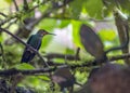 Green-Crowned Brilliant Hummingbird Heliodoxa jacula