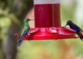 Green-Crowned Brilliant Hummingbird Heliodoxa jacula