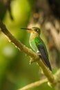 Green Crowned Brilliant Hummingbird Royalty Free Stock Photo