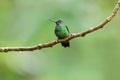 Green-Crowned Brilliant Hummingbird, Male Royalty Free Stock Photo