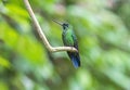 Green Crowned Brilliant Hummingbird, Mindo, Ecuador Royalty Free Stock Photo