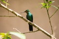 Green-crowned Brilliant hummingbird Royalty Free Stock Photo