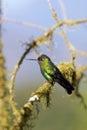 Green-crowned Brilliant Hummingbird 837406 Royalty Free Stock Photo