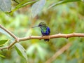 Green-crowned Brilliant hummingbird Royalty Free Stock Photo