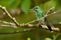 Green-crowned Brilliant