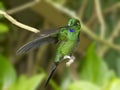 Green-crowned Violetear Hummingbird Royalty Free Stock Photo