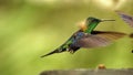 Green-Crowned Woodnymph in flight Royalty Free Stock Photo