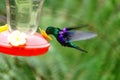 Green-Crowned Woodnymph in flight Royalty Free Stock Photo