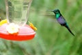 Green-Crowned Woodnymph in flight Royalty Free Stock Photo