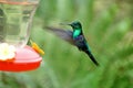 Green-Crowned Woodnymph in flight Royalty Free Stock Photo