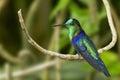 Green-crowned Woodnymph Hummingbird Royalty Free Stock Photo