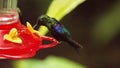 Green-Crowned Woodnymph hummingbird Royalty Free Stock Photo