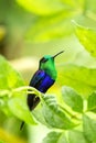 Green-crowned woodnymph sitting on branch, hummingbird from tropical forest,Colombia,bird perching Royalty Free Stock Photo