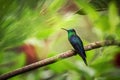 Green-crowned woodnymph sitting on branch, hummingbird from tropical forest,Colombia,bird perching Royalty Free Stock Photo