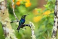 Green-crowned woodnymph sitting on branch, hummingbird from tropical forest,Ecuador,bird perching,tiny bird resting in rainforest, Royalty Free Stock Photo