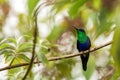 Green-crowned woodnymph sitting on branch, hummingbird from tropical forest,Ecuador,bird perching,tiny bird resting in rainforest, Royalty Free Stock Photo