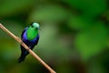 Green-crowned woodnymph, Thalurania colombica fannyi, hummingbird in the Colombia tropic forest, blue an green glossy bird in the