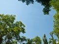 Green Crowns of Acacias and Poplars Form a Semicircle Against the Background of a Blue Sky