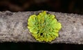Green crustose lichens on old tree trunk, Odessa Royalty Free Stock Photo
