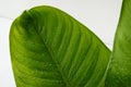 The Green Crystal Anthurium Leaf with water drop. Close-up background Royalty Free Stock Photo