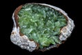Green anapaite crystals in a fossilized seashell
