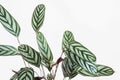 green Ctenanthe setosa plant with white background