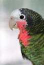 Green Cuban Amazon macaw