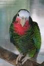 Green Cuban Amazon macaw Royalty Free Stock Photo