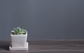 Green cucculent plant in white flower pot. Potted succulent house plants on wooden floor against grey wall. Minimal Green nature Royalty Free Stock Photo