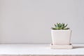 Green cucculent plant in white flower pot. Potted succulent house plants on white table against white wall. Minimal Green nature