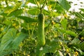 Green cucumber in field Royalty Free Stock Photo