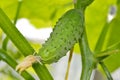 Green cucumber growing Royalty Free Stock Photo