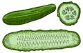 Green cucumber whole and sliced on a white background. Detailed drawing by hand