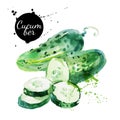 Green cucumber. Hand drawn watercolor painting on white background. Vector illustration