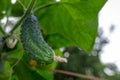 Green cucumber hanging on the branch outside. Close up Royalty Free Stock Photo