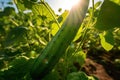 Green cucumber hanging at fresh branches in the morning