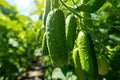 Green cucumber hanging at fresh branches in the morning