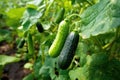 Green cucumber hanging at fresh branches in the morning