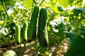 Green cucumber hanging at fresh branches in the morning