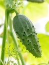 Green cucumber hanging in greenhouse Royalty Free Stock Photo