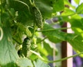 Green Cucumber harvest in a small domestic greenhouse. The cucumber fruits grow and are ready for harvesting. Gardening Royalty Free Stock Photo