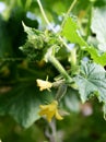 Green Cucumber harvest in a small domestic greenhouse. The cucumber fruits grow and are ready for harvesting. Gardening Royalty Free Stock Photo