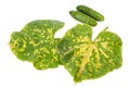 Green cucumber leaf damaged by diseases and pests Royalty Free Stock Photo