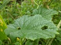 green cucumber leaf texture in Indonesia 7 Royalty Free Stock Photo
